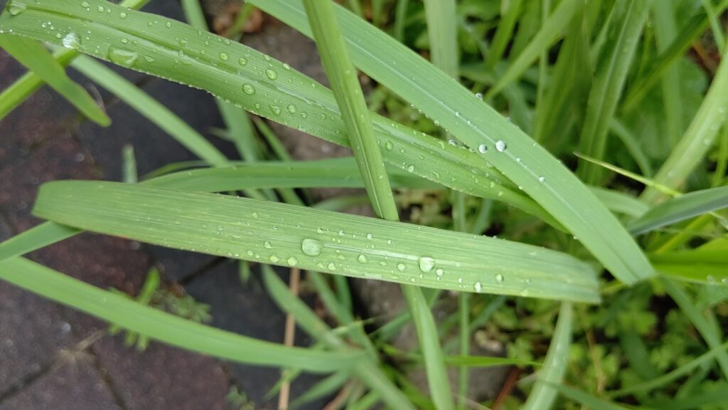 雨上がり後の雑草