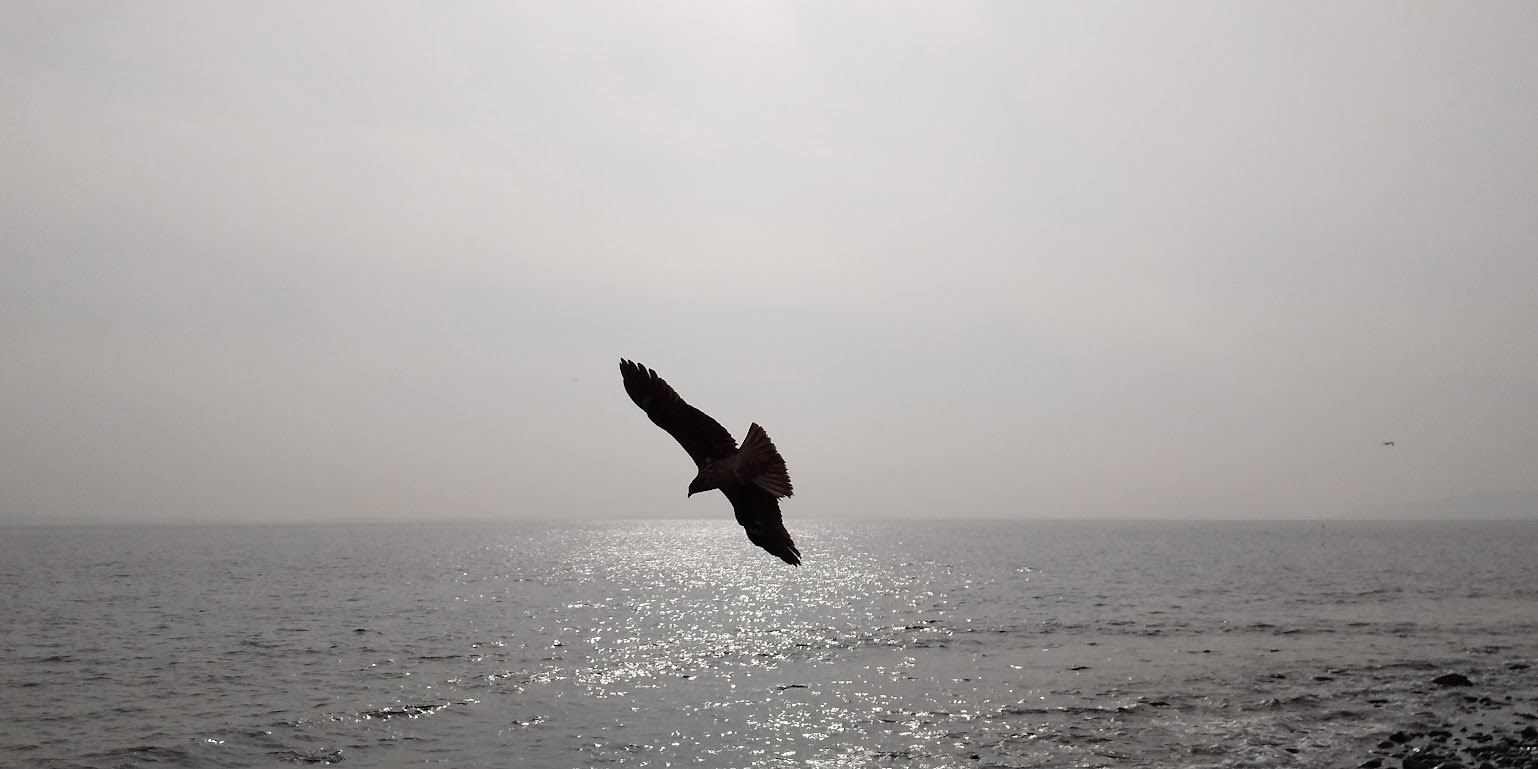 相島の空を飛ぶ鳥